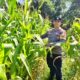 Polsek Bukit Kapur di Bawah AKP Boy Perkuat Ketahanan Pangan Jagung Mulai Berbuah