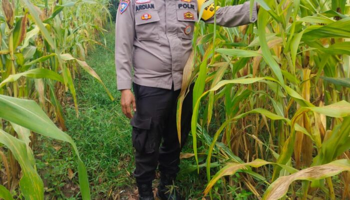 Polsek Bukit Kapur Kawal Lahan Jagung Perkuat Ketahanan Pangan Nasional