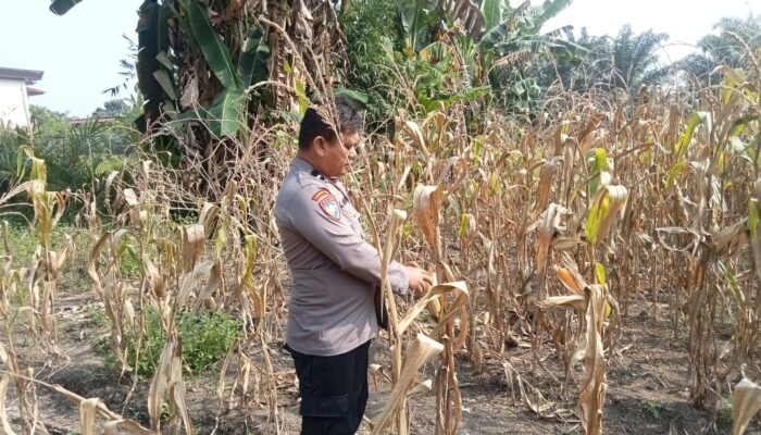Personil Polsek TPTM lakukan pengecekan jagung pipil di wilayah hukum Polsek TPTM