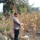Personil Polsek TPTM lakukan pengecekan jagung pipil di wilayah hukum Polsek TPTM