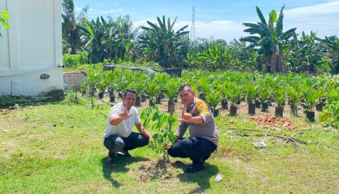 Gencarkan green Policing babinkamtibmas labuhan papan tanam bibit pohon  bersama warga kepenghuluan labuhan papan