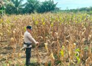 Personil Polsek TPTM tinjau pertumbuhan jagung pipil sebagai upaya mendukung program Ketapang presiden RI Prabowo subianto