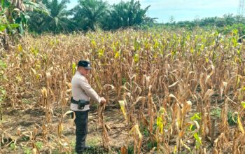 Personil Polsek TPTM tinjau pertumbuhan jagung pipil sebagai upaya mendukung program Ketapang presiden RI Prabowo subianto