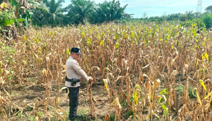 Personil Polsek TPTM tinjau pertumbuhan jagung pipil sebagai upaya mendukung program Ketapang presiden RI Prabowo subianto