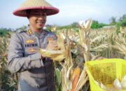 Panen Jagung Polres Dumai Dukung Ketahanan Pangan