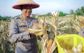 Panen Jagung Polres Dumai Dukung Ketahanan Pangan