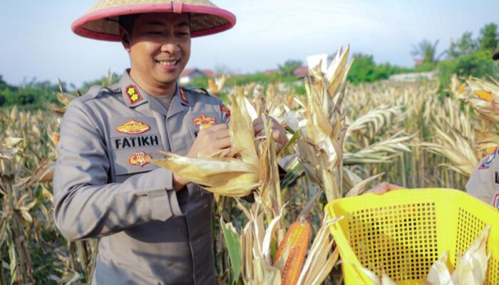 Panen Jagung Polres Dumai Dukung Ketahanan Pangan
