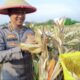 Panen Jagung Polres Dumai Dukung Ketahanan Pangan