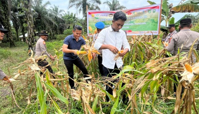Panen Jagung Raya Kuartal III, Polsek Bukit Kapur Polres Dumai Dukung Ketahanan Pangan di Kota Dumai