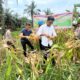 Panen Jagung Raya Kuartal III, Polsek Bukit Kapur Polres Dumai Dukung Ketahanan Pangan di Kota Dumai
