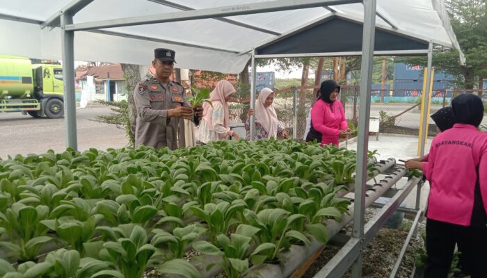 Polsek KSKP Dumai Panen Pakcoy Hidroponik Tahap III Perkuat Ketahanan Pangan