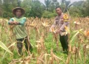 Dari Kebun untuk Ketahanan Pangan Bhabinkamtibmas Mekar Sari Dampingi Petani Jagung