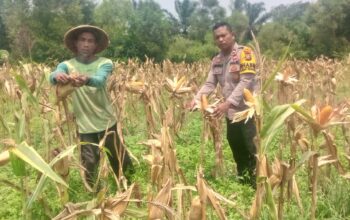 Dari Kebun untuk Ketahanan Pangan Bhabinkamtibmas Mekar Sari Dampingi Petani Jagung