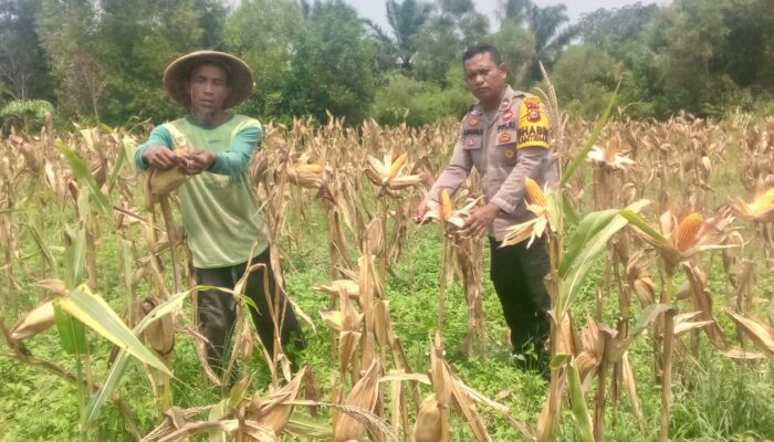 Dari Kebun untuk Ketahanan Pangan Bhabinkamtibmas Mekar Sari Dampingi Petani Jagung