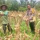Dari Kebun untuk Ketahanan Pangan Bhabinkamtibmas Mekar Sari Dampingi Petani Jagung