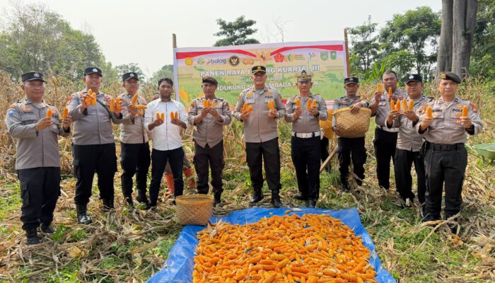 Polsek Bukit Kapur  Panen Raya Jagung Kuartal III, Dukung Swasembada Pangan 2026