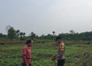 AiptAiptu Ferdinan Turun Langsung, Jagung 1 Hektare di Bukit Datuk Tumbuh Subur 