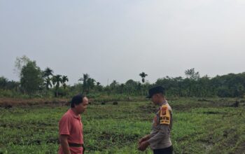 AiptAiptu Ferdinan Turun Langsung, Jagung 1 Hektare di Bukit Datuk Tumbuh Subur 