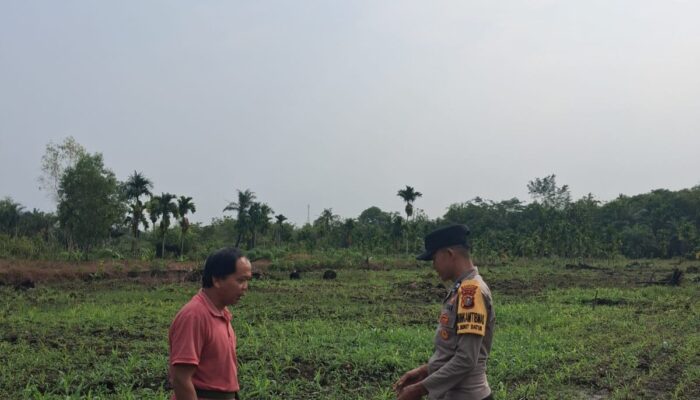 AiptAiptu Ferdinan Turun Langsung, Jagung 1 Hektare di Bukit Datuk Tumbuh Subur 