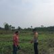AiptAiptu Ferdinan Turun Langsung, Jagung 1 Hektare di Bukit Datuk Tumbuh Subur 