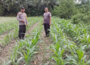 Bhabinkamtibmas Mekarsari Cek Lahan Jagung, Dukung Ketahanan Pangan Nasional