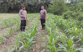 Bhabinkamtibmas Mekarsari Cek Lahan Jagung, Dukung Ketahanan Pangan Nasional