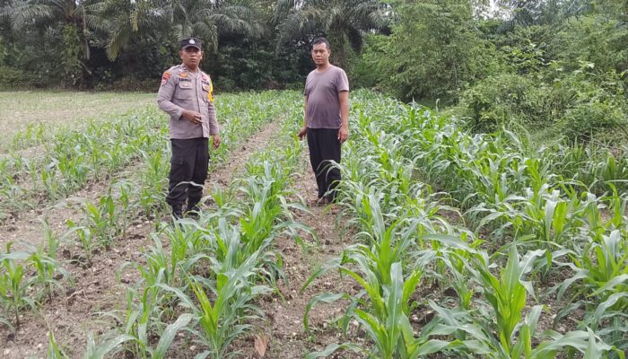 Bhabinkamtibmas Mekarsari Cek Lahan Jagung, Dukung Ketahanan Pangan Nasional