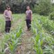 Bhabinkamtibmas Mekarsari Cek Lahan Jagung, Dukung Ketahanan Pangan Nasional