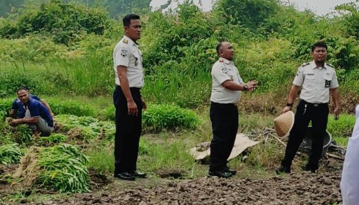 Panen Kangkung 150 Kg, Lapas Bengkalis Tanam Harapan & Wujudkan Ketahanan Pangan