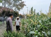 Hujan Mengguyur, Bhabinkamtibmas Tetap Turun Cek Tanaman Jagung