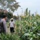 Hujan Mengguyur, Bhabinkamtibmas Tetap Turun Cek Tanaman Jagung